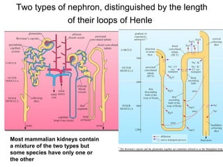 T wo types of nephron, distinguished by the length of their loops of Henle   Most mammalian kidneys contain a mixture of the two types but some species have only one or the other  