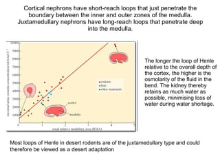 Cortical nephrons have short-reach loops that just penetrate the boundary between the inner and outer zones of the medulla. Juxtamedullary nephrons have long-reach loops that penetrate deep  into the medulla. The longer the loop of Henle relative to the overall depth of the cortex, the higher is the osmolarity of the fluid in the bend. The kidney thereby retains as much water as possible, minimising loss of water during water shortage.  Most loops of Henle in desert rodents are of the juxtamedullary type  and  could therefore be viewed as a desert adaptation  