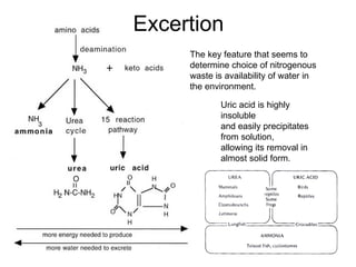 Uric acid is highly insoluble  and easily precipitates from solution,  allowing its removal in  almost  solid form.  Excertion The key feature that seems to  determine choice of nitrogenous waste is availability of water in the environment. 