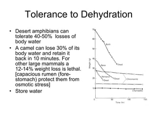 Tolerance to Dehydration Desert amphibians can tolerate 40-50%  losses of body water A camel can lose 30% of its body water and retain it back in 10 minutes. For other large mammals a 12-14% weight loss is lethal. [capacious rumen (fore-stomach) protect them from osmotic stress] Store water 
