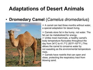 Adaptations of Desert Animals Dromedary Camel  ( Camelus dromedarius ) A camel can last three months without water, a special adaptation for desert living. Camels store fat in the hump, not water. The fat can be metabolized for energy. Unlike most mammals, a healthy camel's body temperature fluctuates throughout the day from 34°C to 41.7°C (93°F-107°F.) This allows the camel to conserve water by not sweating as the environmental temperature rises. Camels have nostrils that can open and close, protecting the respiratory tract from blowing sand. 