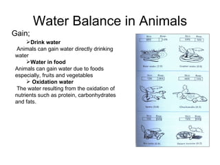 Water Balance in Animals Drink water  Animals can gain water directly drinking water  Water in food Animals can gain water due to foods especially, fruits and vegetables Oxidation water The water resulting from the oxidation of nutrients such as protein, carbonhydrates and fats. Gain; 