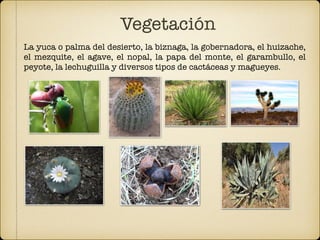 Vegetación
La yuca o palma del desierto, la biznaga, la gobernadora, el huizache,
el mezquite, el agave, el nopal, la papa del monte, el garambullo, el
peyote, la lechuguilla y diversos tipos de cactáceas y magueyes.
 