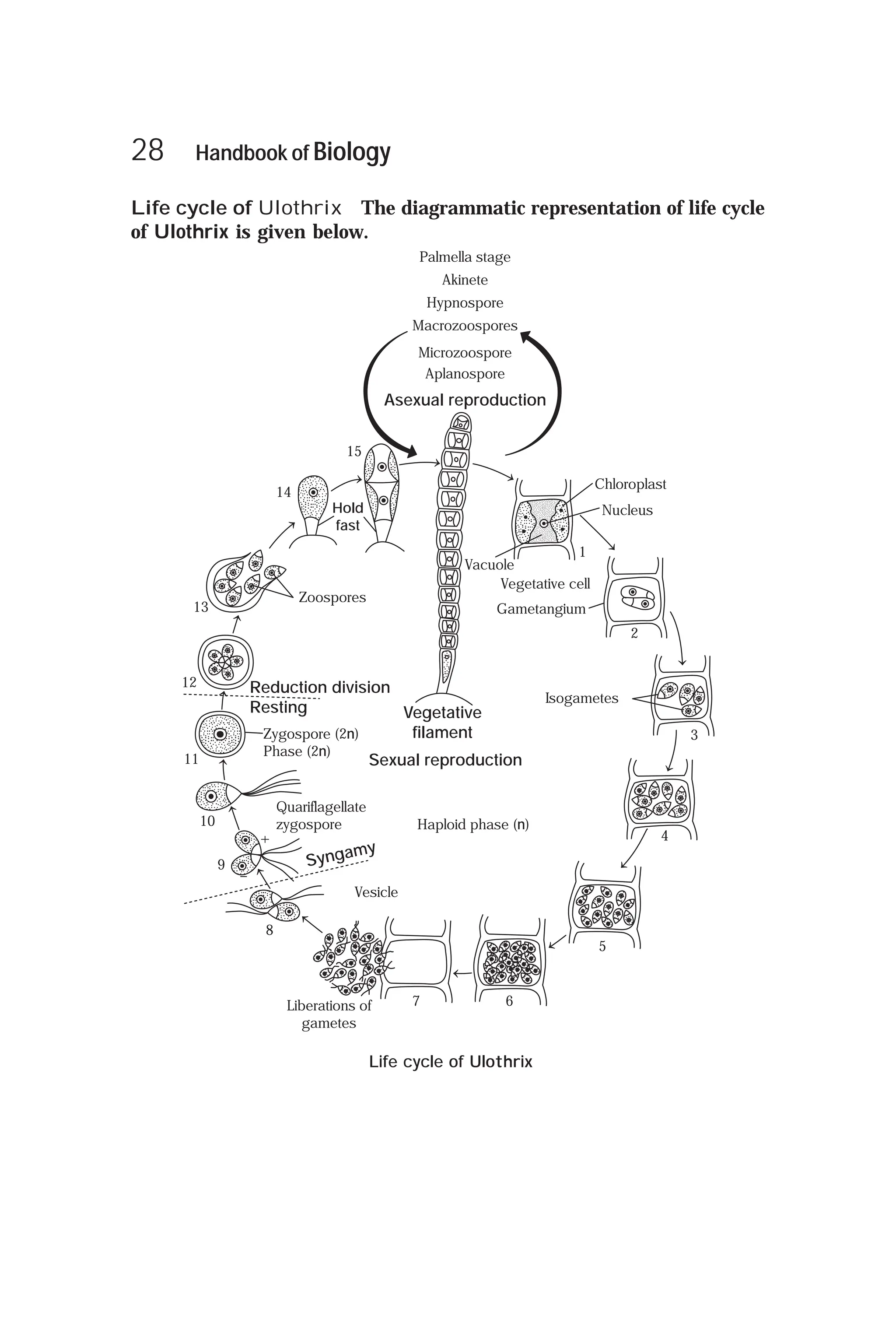 Arihant handbook biology for class 11 pdf
