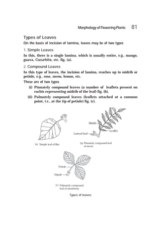 Leaf Incision Model Arihant handbook biology for class 11 .pdf