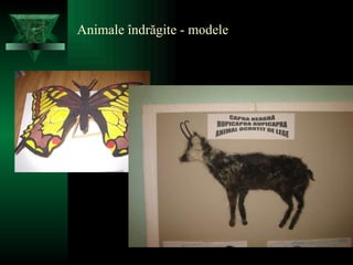 Animale îndrăgite - modele  