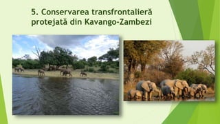 5. Conservarea transfrontalieră
protejată din Kavango-Zambezi
 