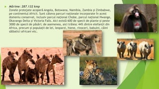  Mărime: 287.132 kmp
Zonele protejate acoperă Angola, Botswana, Namibia, Zambia şi Zimbabwe,
pe continentul Africii. Sunt câteva parcuri naționale incorporate în acest
domeniu conservat, inclusiv parcul național Chobe, parcul național Hwange,
Okavango Delta şi Victoria Falls. Aici există 600 de specii de plante şi peste
3000 de specii de păsări; de asemenea, aici trăiesc 44% dintre elefanţii din
Africa, precum şi populaţii de lei, leoparzi, hiene, rinoceri, babuini, câini
sălbatici africani etc.
 