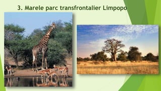 3. Marele parc transfrontalier Limpopo
 