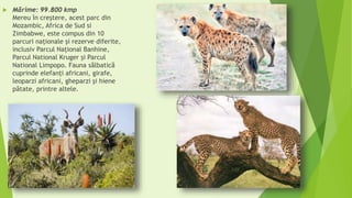  Mărime: 99.800 kmp
Mereu în creştere, acest parc din
Mozambic, Africa de Sud si
Zimbabwe, este compus din 10
parcuri naționale şi rezerve diferite,
inclusiv Parcul Național Banhine,
Parcul National Kruger şi Parcul
National Limpopo. Fauna sălbatică
cuprinde elefanți africani, girafe,
leoparzi africani, gheparzi şi hiene
pătate, printre altele.
 