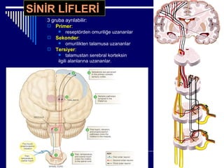 Ağrili hastaya yaklaşim (fazlası için www.tipfakultesi.org ) | PPT