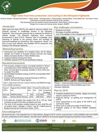 High value fruit trees production and scaling in the Ethiopian highlands
Workneh Dubale1, Mohammed Ebrahim1, Addisu Asfaw1, Temesgen Alene1, Abiye Astatke2, Amerga Menji3, Kindu Mekonnen1 and Peter Thorne1
1International Livestock Research Institute (ILRI), Ethiopia
2Faji temperate fruits and related products development, Debre Birhan, Amhara region
3Butajira fruit nursery and training center, Butajira, SNNPR
Introduction
High value fruit trees (HVFTs) are useful to improve nutrition and
diversify incomes of smallholder farmers in the Ethiopian
highlands. They have also potential role to moderate the effects of
climate change. The Ethiopian highlands have conduce
environment to grow HVFTs. However, lack of knowledge, poor
matching of species to the growing niches and shortage of
improved seedlings are hampering their expansions. Hence, it is
time to give more attention and facilitate HVFTs production and
scaling in the Ethiopian highlands.
Results/Achievements
Method/Approaches
 Introduction and validation of 5 varieties (Hass, red 30, Nabal,
Ettinger and Fuerte) of Avocado (Percia america) and Apple
(Malus domestica Borkh) in Africa RISING sites.
 Capacity building (training and visits)
 Facilitate scaling of HVFTs and beneficiary tracking
 The avocado varieties in Lemo and apple varieties in Sinana
and Endamehoni Africa RISING sites survived well and set
fruits. Survival rates for avocado varieties is 90 to 100% and
for apple 75 to 96%.
 Africa RISING facilitated scaling of HVFTs and benefited 2657
hhs (Table 1).
 A total of 294 beneficiaries received training on HVFTs in
SNNPR, Amhara and Tigray regions.
 Fruit yield per avocado tree ranges from 25 to 150 kg. Yield
increases as age of the trees increases over time.
 The rank of the avocado varieties based on test, shelf life and
oil content: Hass > Ettinger > Fuerte > red 30 > Nabal (source:
Butajira training and horticulture center, 2019).
 Facilitate establishment of kebele, village and private
based nurseries for HVFTs
 Organize training on grafting and management of
HVFTs
 Quick assessment on the status of the HVFTs and
community needs
 Work more on yield and quality of HVFTs fruits
 Facilitate scaling of the Africa RISING validated
HVFTs
Plan for 2019
• Diseases and pests
• Shortages of grafted seedlings
• Lack of knowledge on the management of HVFTs
The Africa Research In Sustainable Intensification for the Next Generation (Africa RISING) program comprises three research-for-
development projects supported by the United States Agency for International Development as part of the U.S. government’s Feed the
Future initiative.
Through action research and development partnerships, Africa RISING will create opportunities for smallholder farm households to move out
of hunger and poverty through sustainably intensified farming systems that improve food, nutrition, and income security, particularly for
women and children, and conserve or enhance the natural resource base.
The three projects are led by the International Institute of Tropical Agriculture (in West Africa and East and Southern Africa) and the
International Livestock Research Institute (in the Ethiopian Highlands). The International Food Policy Research Institute leads an
associated project on monitoring, evaluation and impact assessment.
www.africa-rising.net
Key challenges and lessons
We thank farmers, Faji integrated farm in Debre Birhan, Butajira HVFTs nursery, local partners in Africa RISING sites and ICRAF
for their contributions to this research. We also thank USAID for its financial support through the Feed the Future Initiative.
Acknowledgement
Photos 1. Improved apple (top) and avocado (bottom)
varieties introduced in Africa RISING sites of the
Ethiopian highlands.
Table 1. High value fruit trees scaled in Amhara and SNNPR through
Africa RISING facilitation.
Type of
HVFTs
Region/ Africa RISING
site
Male
HHs
Female
HHs
Total
HHs
Number
of grafted
seedlings
Avocado SNNPR (Hadiya) 909 115 1024 5733
Apple Amhara (North Shewa) 1453 180 1633 36027
 