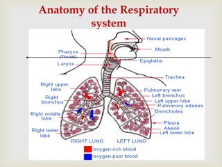 Anatomy of the Respiratory
system
 