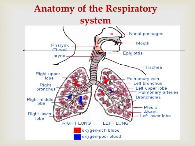 acute respiratory tract infection pertussis cause diagram 