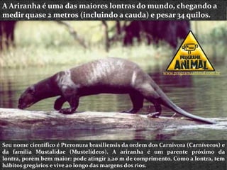 A Ariranha é uma das maiores lontras do mundo, chegando a
medir quase 2 metros (incluindo a cauda) e pesar 34 quilos.




                                                           www.programaanimal.com.br




Seu nome científico é Pteronura brasiliensis da ordem dos Carnivora (Carnívoros) e
da família Mustalidae (Mustelídeos). A ariranha é um parente próximo da
lontra, porém bem maior: pode atingir 2,20 m de comprimento. Como a lontra, tem
hábitos gregários e vive ao longo das margens dos rios.
 