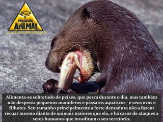 www.programaanimal.com.br




 Alimenta-se sobretudo de peixes, que pesca durante o dia, mas também
  não despreza pequenos mamíferos e pássaros aquáticos - e seus ovos e
   filhotes. Seu tamanho principalmente a forte dentadura não a fazem
recuar mesmo diante de animais maiores que ela, e há casos de ataques a
               seres humanos que invadiram o seu território.
 