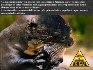 Além de muito notável por seus hábitos sociais, a Ariranha prefere os mesmos
peixes que os seres humanos e há alguns pescadores inescrupulosos que ainda
abatem esses animais maravilhosos.
A caça com fins de comercializar sua bela pele reduziu a população, que hoje está
ameaçada de extinção.




                                                             www.programaanimal.com.br
 