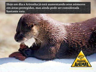 Hoje em dia a Ariranha já está aumentando seus números
em áreas protegidas, mas ainda pode ser considerada
bastante rara.




                                           www.programaanimal.com.br
 