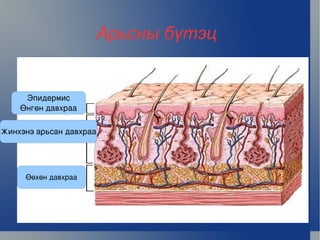 Арьсны бүтэц


        Эпидермис
       Өнгөн давхраа

Жинхэнэ арьсан давхраа




        Өөхөн давхраа




                               
 