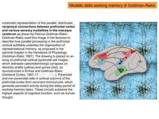 schematic representation of the parallel, distributed,
reciprocal connections between prefrontal cortex
and various sensory modalities in the macaque
cerebrum as drawn by Patricia Goldman-Rakic.
Goldman-Rakic used this image in her lectures to
describe how parallel processing in the prefrontal
cortical subfields underlies the organization of
representational memory, as proposed in her
seminal chapter in the Handbook of Physiology
(Goldman-Rakic 1987). The drawing is placed on an
array of prefrontal cortical pyramidal cell images
which delineate catecholaminergic synapses on
dendritic shafts (yellow) and spines (red), as
reconstructed in Krimer and Goldman-Rakic
(Cerebral Cortex, 1997,17: 7450–7461). Pyramidal
and non-pyramidal cells in cortical columns of the
prefrontal cortex form recurrent microcircuits, which
generate persistent activity during the delay period of
working memory tasks. These circuits subserve the
highest aspects of cognitive function, such as human
thought.
Modello della working memory di Goldman-Rakic
 
