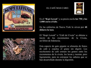 EL CAFÉ MAS CARO: Es el  “Kopi Luwak ” y su precio oscila  los 750 y los 1.000 euros el kilo . En las cafeterías de Nueva York lo sirven por  40 dólares la taza .  El “Kopi Luwak” o “Café de Civeta” se obtiene a través de los excrementos de la Civeta, un felino de Indonesia.  Esta especie de gato gigante se alimenta de frutos de café y expulsa el grano sin digerir. Los recolectores de café extraen los granos entre los excrementos de la civeta, los lavan y tuestan, pero ligeramente, para no estropear los sabores que se han desarrollado durante la digestión. 