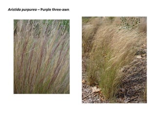 Aristida purpurea – Purple three-awn

 