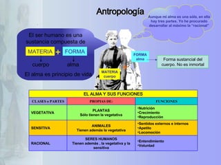 Antropología   El ser humano es una sustancia compuesta de MATERIA cuerpo FORMA alma + Aunque mi alma es una sóla, en ella hay tres partes. Yo he procurado desarrollar al máximo la “racional” Forma sustancial del cuerpo. No es inmortal Entendimiento  Voluntad  SERES HUMANOS Tienen además , la vegetativa y la sensitiva RACIONAL Sentidos externos e internos  Apetito  Locomoción  ANIMALES Tienen además la vegetativa SENSITIVA Nutrición  Crecimiento  Reproducción  PLANTAS Sólo tienen la vegetativa VEGETATIVA FUNCIONES PROPIAS DE: CLASES o PARTES EL ALMA Y SUS FUNCIONES MATERIA FORMA cuerpo alma + El alma es principio de vida 