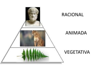 RACIONAL 
ANIMADA 
VEGETATIVA 
 