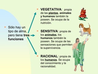 VEGETATIVA :  propia de las  plantas ,  animales y humanos  también la poseen. Se ocupa de la nutrición. SENSITIVA :  propia de los  animales , los  humanos  también la poseen. Se ocupa de las sensaciones que permiten la supervivencia. RACIONAL :  propia de los  humanos . Se ocupa del conocimiento y la racionalidad. Sólo hay un tipo de alma, pero tiene  tres funciones 