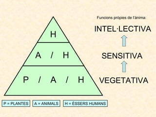 Funcions pròpies de l’ànima:

INTEL·LECTIVA

H
A
P
P = PLANTES

/

H

/

A

/

A = ANIMALS

SENSITIVA

H

VEGETATIVA

H = ÉSSERS HUMANS

 