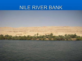 NILE RIVER BANK 