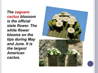 The saguaro
cactus blossom
is the official
state flower. The
white flower
blooms on the
tips during May
and June. It is
the largest
American
cactus.
 