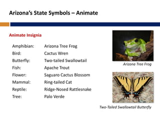 Arizona’s State Symbols – Animate
Animate Insignia
Amphibian: Arizona Tree Frog
Bird: Cactus Wren
Butterfly: Two-tailed Swallowtail
Fish: Apache Trout
Flower: Saguaro Cactus Blossom
Mammal: Ring-tailed Cat
Reptile: Ridge-Nosed Rattlesnake
Tree: Palo Verde
Arizona Tree Frog
Two-Tailed Swallowtail Butterfly
 