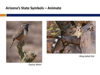 Arizona’s State Symbols – Animate
Ring-tailed Cat
Cactus Wren
 
