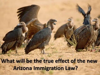 What will be the true effect of the new          Arizona Immigration Law?  
