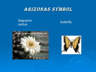 ARIZONAS SYMBOL Saguaros cactus butterfly 