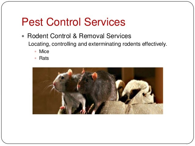 Arizona S Best Choice Pest Termite Services