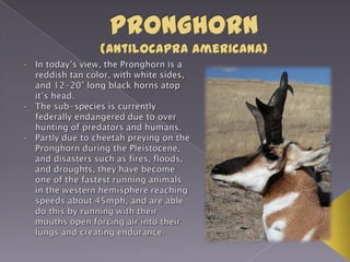 Arizona state features