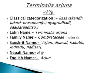  Classical categorization :- kasayskandh, 
udard-prasaman(c.) nyagrodhadi, 
saalsaraadi(su.) 
 Latin Name:- Terminalia arjuna 
 Family Name:- Combretaceae– - x/LtsL s'n _ 
 Sanskrit Name:- Arjun, dhawal, kakubh, 
indradu, nadisarj. 
 Nepali Name:-ch'{g 
 English Name:- Arjun 
 