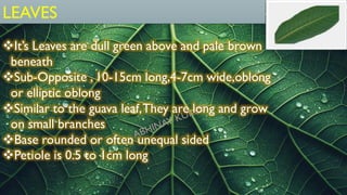 LEAVES
❖It’s Leaves are dull green above and pale brown
beneath
❖Sub-Opposite , 10-15cm long,4-7cm wide,oblong
or elliptic oblong
❖Similar to the guava leaf,They are long and grow
on small branches
❖Base rounded or often unequal sided
❖Petiole is 0.5 to 1cm long
 
