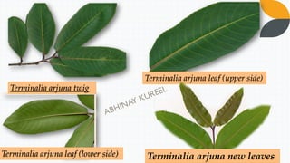 Terminalia arjuna twig
Terminalia arjuna leaf (upper side)
Terminalia arjuna leaf (lower side) Terminalia arjuna new leaves
 