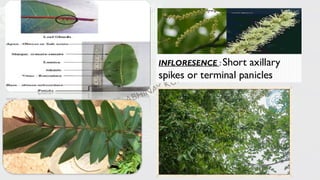 INFLORESENCE : Short axillary
spikes or terminal panicles
 