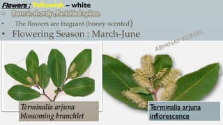 Flowers : Yellowish – white
• Born in shortly , Panickled spikes.
• The flowers are fragrant (honey-scented)
• Flowering Season : March-June
Terminalia arjuna
inflorescence
Terminalia arjuna
blossoming branchlet
 