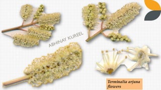 Terminalia arjuna
flowers
 