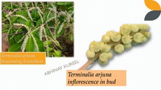 Terminalia arjuna
inflorescence in bud
Terminalia arjuna
blossoming branchlets
 