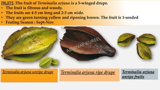 FRUITS :The fruit of Terminalia arjuna is a 5-winged drupe.
• The fruit is fibrous and woody.
• The fruits are 4-5 cm long and 2-3 cm wide.
• They are green turning yellow and ripening brown. The fruit is 1-seeded
• Fruting Season : Sept-Nov.
Terminalia arjuna unripe drupe Terminalia arjuna ripe drupe Terminalia arjuna
unripe fruits
 