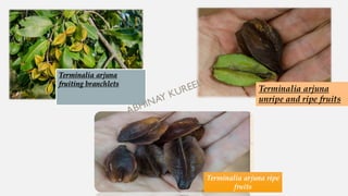 Terminalia arjuna
fruiting branchlets
Terminalia arjuna
unripe and ripe fruits
Terminalia arjuna ripe
fruits
 