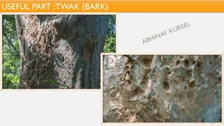 USEFUL PART :TWAK (BARK)
 