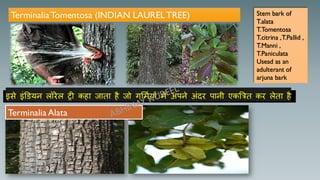 TerminaliaTomentosa (INDIAN LAUREL TREE)
इसे इंडियन लॉरेल ट्री कहा र्ाता है र्ो गलमुयों में अपने अंिर पानी एकत्रित कर लेता है
Terminalia Alata
Stem bark of
T.alata
T.Tomentosa
T.citrina ,T.Pallid ,
T.Manni ,
T.Paniculata
Usead as an
adulterant of
arjuna bark
 