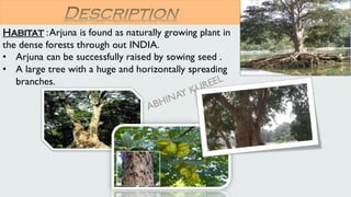 Habitat :Arjuna is found as naturally growing plant in
the dense forests through out INDIA.
• Arjuna can be successfully raised by sowing seed .
• A large tree with a huge and horizontally spreading
branches.
Description
 